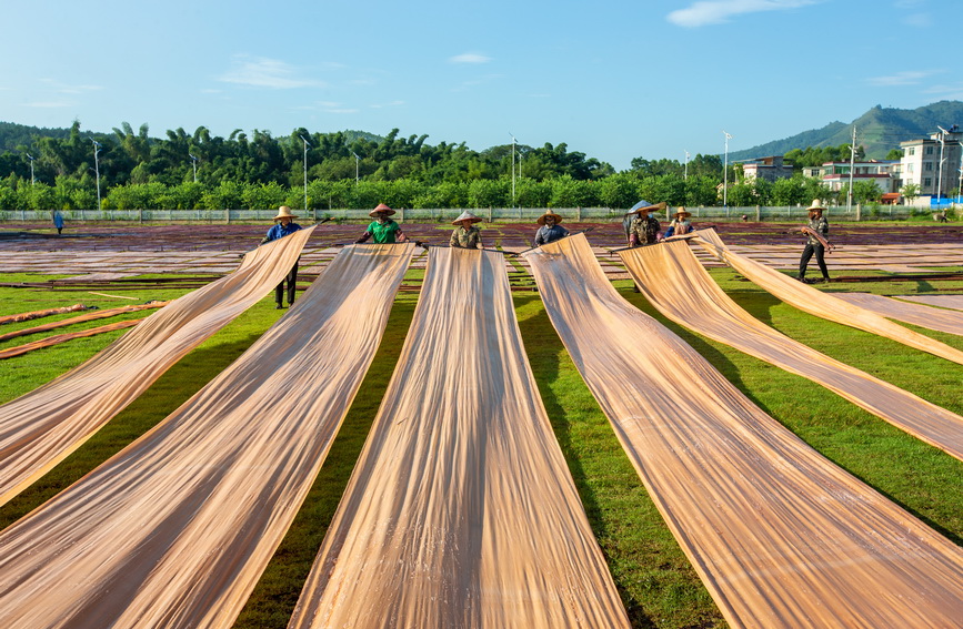 广西蒙山：加工香云纱