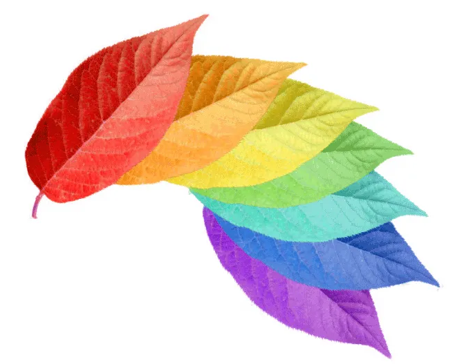 快猫视频APP污检测颜色流程